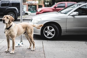 Den Welpen ans Auto gewöhnen