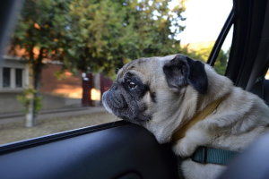 Hund im Auto transportieren