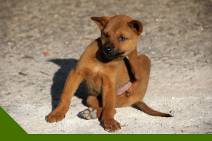 Flöhe bei Hund und Katze, Erkennen und behandeln