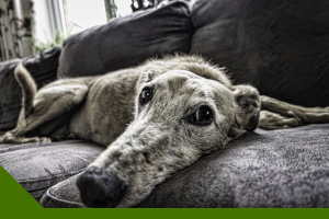 Hundehaare entfernen in der Wohnung, Kleidung und im Auto