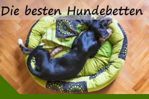 Die 10 besten Hundebetten