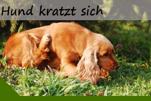 Hund kratzt sich – 6 Gründe