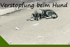 Verstopfung beim Hund