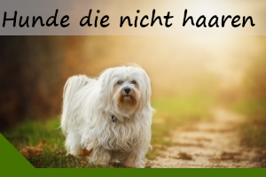 11 Hunde die nicht haaren