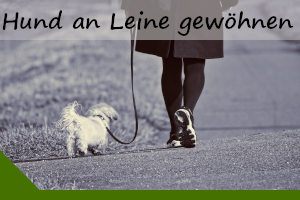 Welpen an die Leine gewöhnen