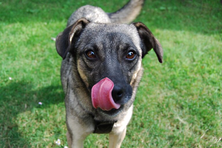 Hund leckt sich ständig 8 Ursachen FellFreund