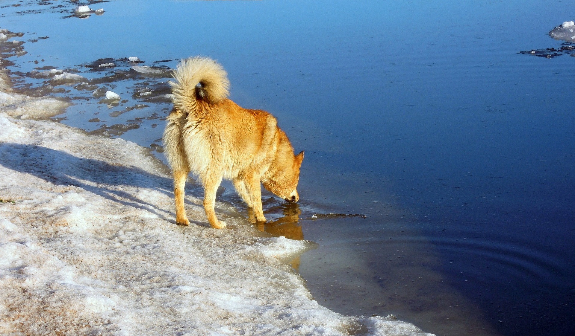 hund trinkt nicht