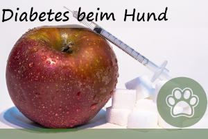 Diabetes beim Hund – 8 Symptome