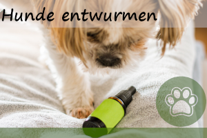 Hund entwurmen – 4 Möglichkeiten