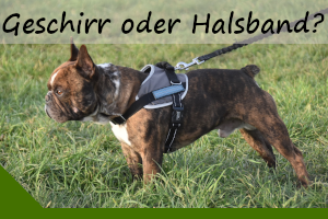 Geschirr oder Halsband beim Hund