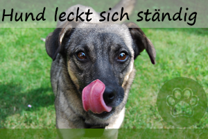 Hund leckt sich ständig – 8 Ursachen