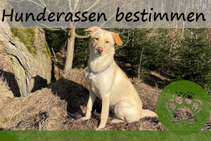 Hunderasse bestimmen beim Mischlingshund