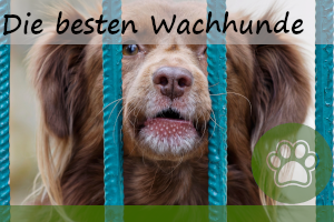 Die 12 besten Wachhunde