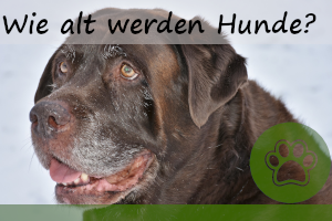 Wie alt kann ein Hund werden?