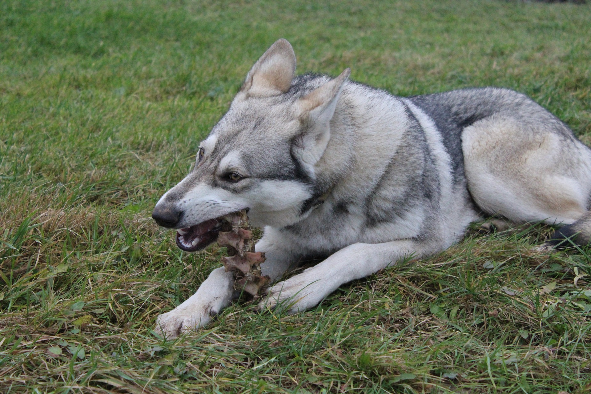 tschechoslowakischer wolfhund