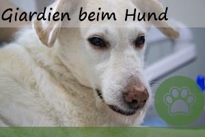 Giardien beim Hund – Ursachen, Behandlung und Risiken