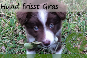 Hund frisst Gras – 9 Tipps