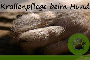 Krallenpflege beim Hund – 6 super Tipps