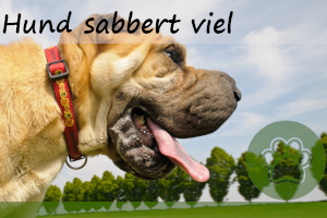 Hund sabbert viel – 10 Gründe