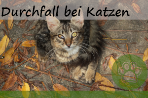 Durchfall bei Katzen – Gründe, Behandeln, 5 Tipps