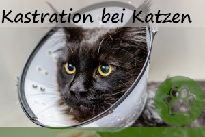 Kastration bei Katzen – 8 Vorteile