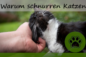 Warum schnurren Katzen – 5 Gründe