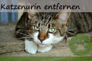 Katzenurin entfernen –      10 Tipps