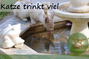 Katze trinkt viel – 6 Gründe