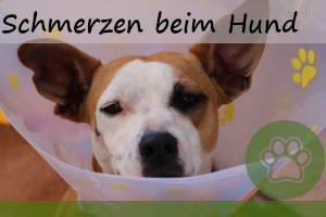 Schmerzen beim Hund – Ursachen und 10 Anzeichen