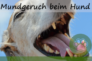 Mundgeruch beim Hund – 7 Ursachen, Behandlung, Tipps