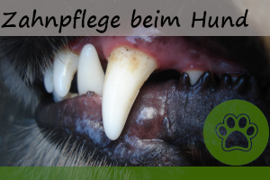 Zahnpflege beim Hund – 6 Tipps