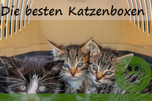 Die 6 besten Katzentransportkisten