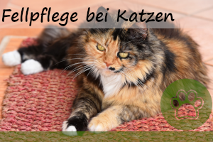 Fellpflege bei Katzen – 3 Super Helfer