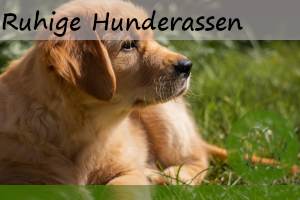 8 Ruhige Hunderassen