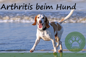 Arthritis beim Hund – vorbeugen und erkennen