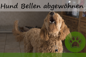 Hund das Bellen abgewöhnen – 8 super Tipps