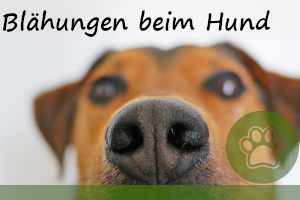 Blähungen beim Hund – 12 Gründe und Tipps