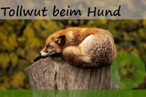 Tollwut beim Hund – 8 Anzeichen