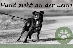 Hund zieht an der Leine – 7 Gründe