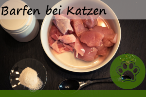 Barfen bei Katzen – 8 Vorteile