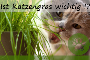 Katzengras – wichtig oder nicht? 4 Arten