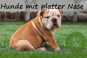 5 Hunde mit platter Nase