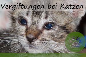 Vergiftung bei Katzen – 6 Ursachen