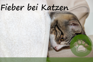 Fieber bei Katzen – 7 Anzeichen