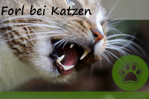 Forl bei Katzen – 9 Anzeichen