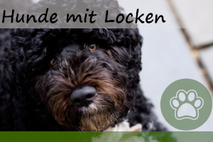 9 Hunde mit Locken – Bilder und Infos