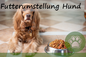 Futterumstellung beim Hund – 9 Gründe