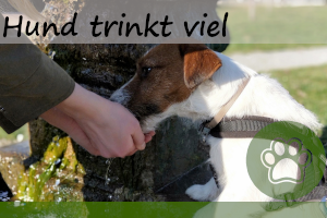 Hund trinkt viel – 7 Gründe