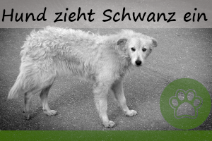 Hund zieht den Schwanz ein – 6 Ursachen