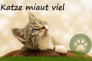 Katze miaut viel – 7 Ursachen und Tipps